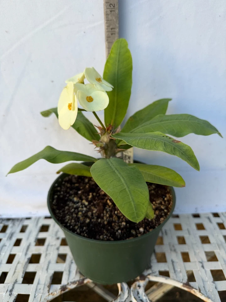 Euhorbia Milii Crown Of Thorns Corona de Cristo 'Name it Yourself' White Variety - Image 2 of 4