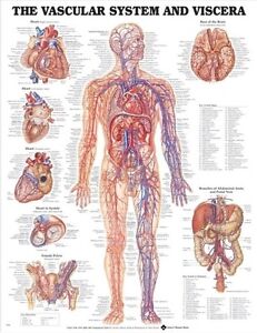 Anatomical Parts And Charts