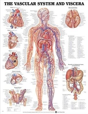 Anatomical Chart Of The Human Body