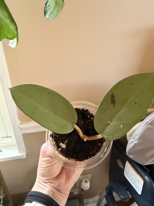 HOYA SILVER DOLLAR MB 1405-AG (ROOTED PLANT) (id #6)