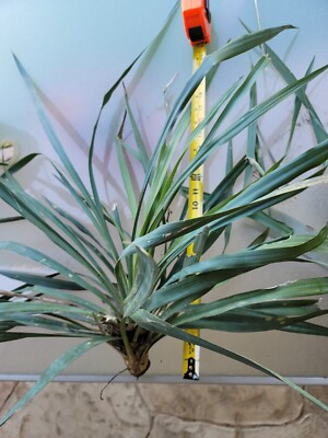 EVERGREEN - ゆう Tx organic yucca plant sz L 10 Inch above ground evergreen