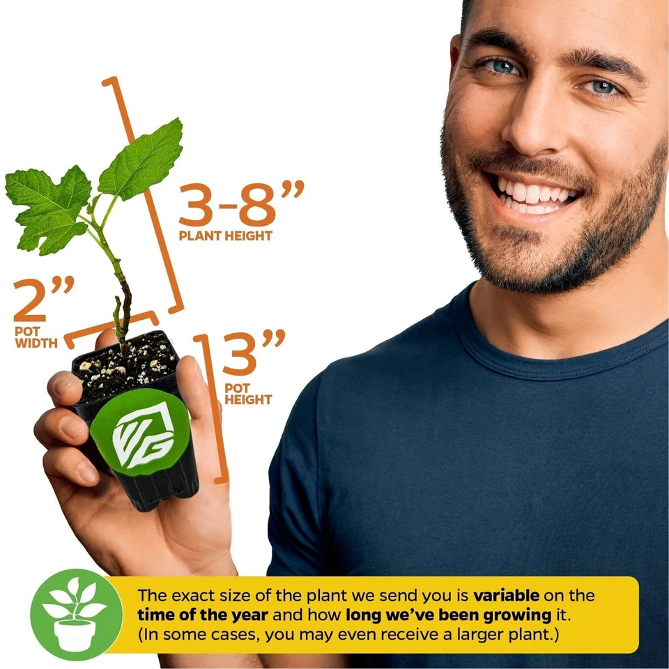 Fignomenal Fig - Ficus carica - Planta viva Foto 3 de 4