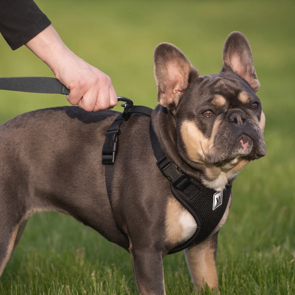 Dog Harness, Mesh Adjustable, Reflective Dog Walking Pet Harness, Black, Size M