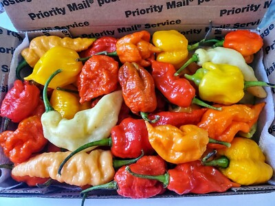 #ad Fresh Ghost Scorpion Carolina Reaper Peppers Super Hot $45.00