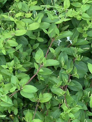 6 Fresh Unrooted Hal's honey suckle Japanese Lonicera Vines plant cuttings  4-6 | eBay