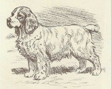 Clumber Spaniel - CUSTOM MATTED - 1954 Vintag...