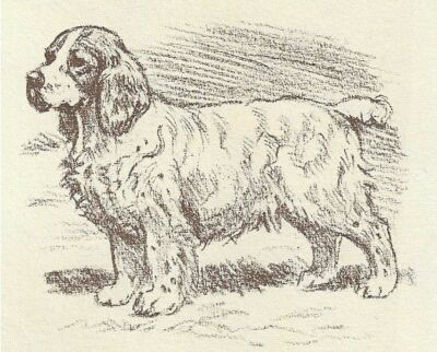 Clumber Spaniel - CUSTOM MATTED - 1954 Vintage Dog Art Print - Megargee