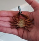 Rare Kaiyodo Epoch Toxic Floral Egg Crab Figure With Fish — photo 7