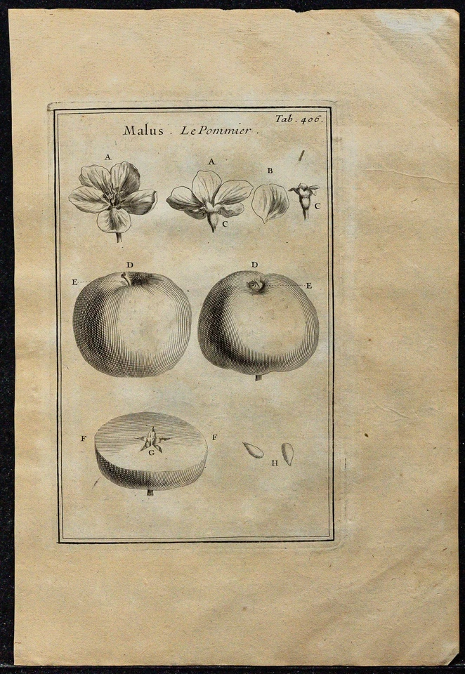 1719 - Apple And Flower the Blossom - engraving antique Of Botany (Tournefort)