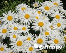 DWARF SHASTA DAISY SILVER PRINCESS 500 SEEDS - Chrysanthemum maximum - Perennial