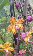 RARE speicies Vandopsis lissochiloides Orchid  new roots