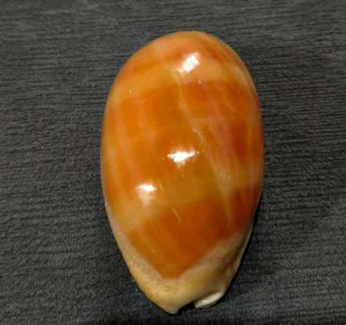 Cypraea leviathan 77.6 mm F+++ BIG elongated shape nice color pattern WOW!!!!
