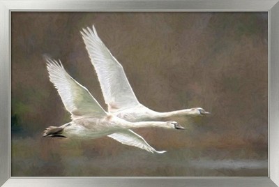 Original Modern Art Fotodruck ''Learning 2 Fly'' - A3 gerahmt Metallrahmen