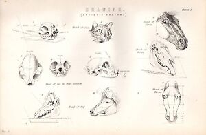Détails Sur 1880 Print Dessin Anatomie Artistique Tête De Chat Cheval Cochon Crâne Etc Afficher Le Titre Dorigine