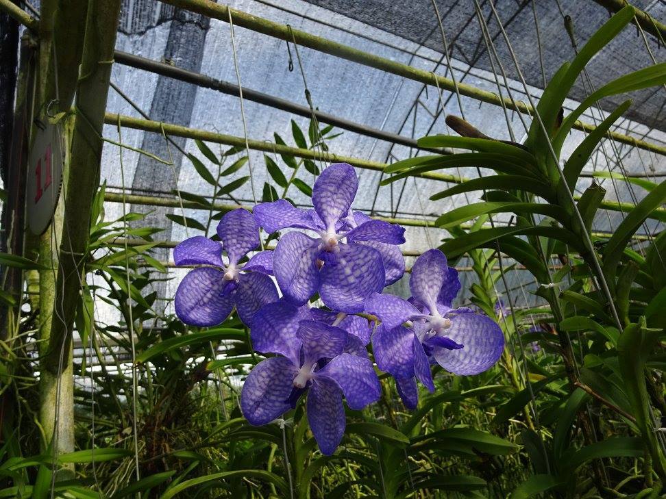 Planta de orquídea Vanda Coerulea especies raras Bloomong tamaño TAILANDIA + fito
