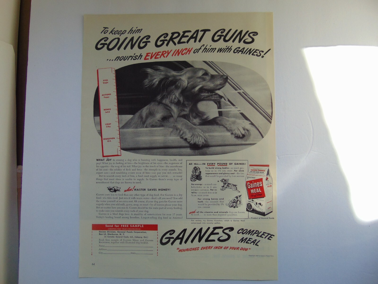 Dog Rides In Car Window Vintage Art Print Ad
