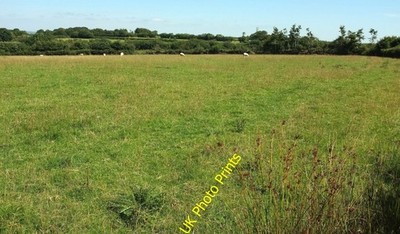 Foto 6x4 Schafweide, mittleres Weißstein-Eschenmoor Blick rechts von th c2016