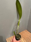 Blc. Tribute `Independence Day' AM/AOS Classic Cattleya Orchid Plant — photo 2