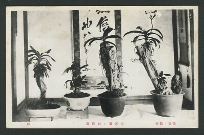 China/Indonesia c.1920s Postcard ORCHID GRAFTING by Children of Foo Choo Fuzhou?
