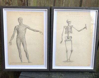 Antike Physiologie Skelett Gravuren Anatomie Drucke Körper Viktorianisch Medizin
