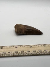 Tyrannosaurus T REX 2.5” African Carcharodontosaurus REAL FOSSIL CS 127