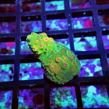 WYSIWYG - Acro Frag Aquaculture