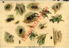 Cervo volante, ditisco, coccinella, cantaride, cetonia, ecc.