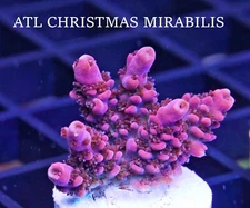 ATL CHRISTMAS MIRABILIS