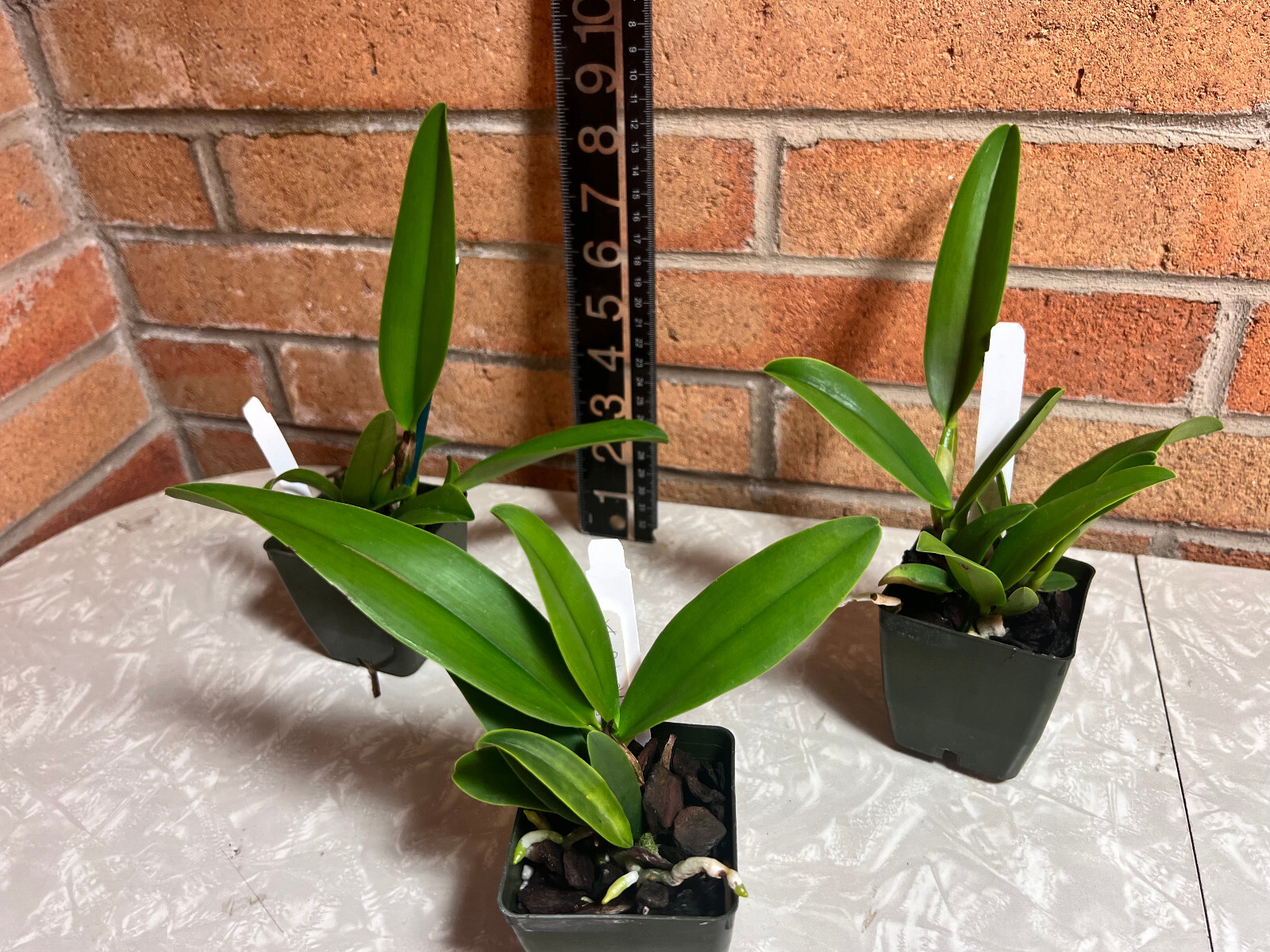 Rlc. Forever Love 'V.Q.' Cattleya Hybrid Orchid Large Plant. NBS - Picture 2 of 4