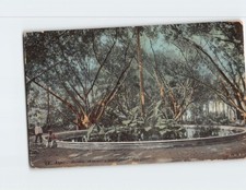 Postcard Jardin d'essai; rond-point des ficus, Algiers, Algeria