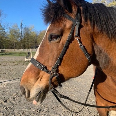 Synthetic, Biothane, English Hackamore Bit Less Bridle, Brown - Various Sizes