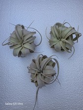 3 Tillandsia Seedling Xerographica Air Plant  3" Easy Care Instruction  No Soil