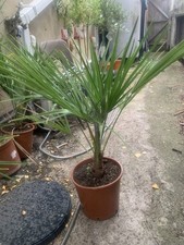 Chamaerops Humilis European Fan Palm Plant Hardy Rare Outdoor Palm