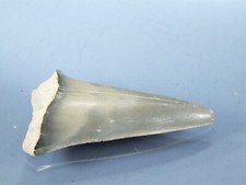 Diente de tiburón fósil Mako australiano: Isurus hastalis (EA8817) Batesford Victoria