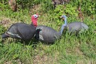 Turkey foam Collapsible Decoys turkey hunting Lot 2 hens 1 gobbler