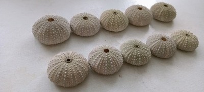 10 schöne hellgrüne Seeigel Muschel für Heimwerkerbedarf Luftpflanzenhalter