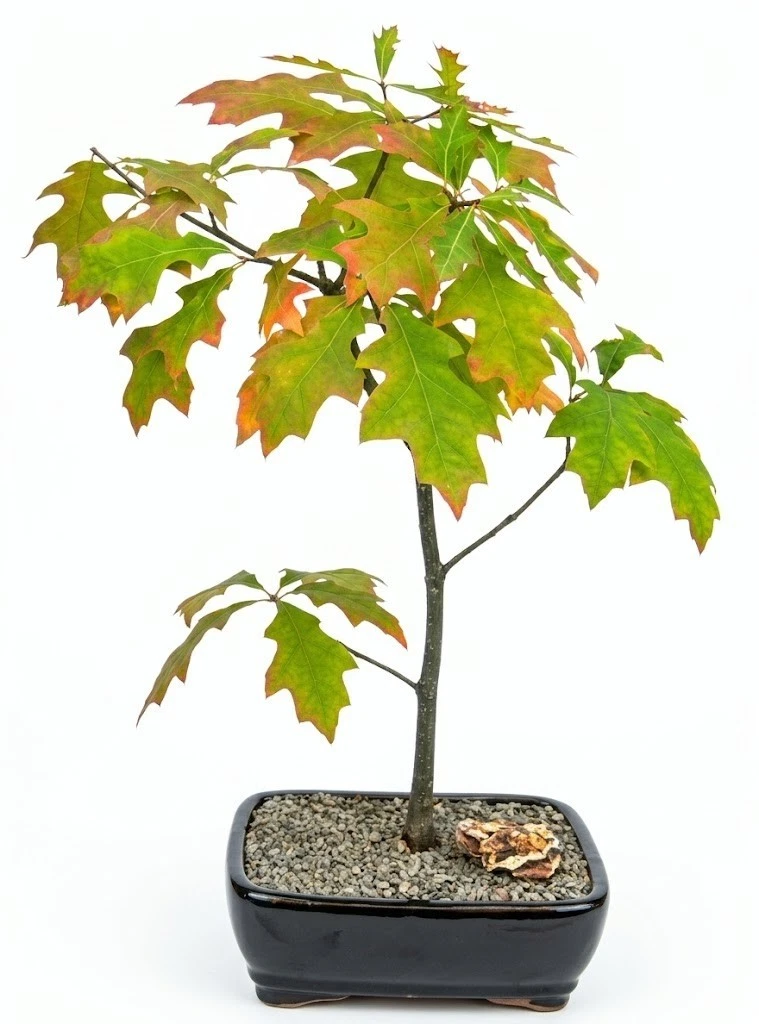 bonsai pine forest Norfolk Island Pine Bonsai Tree main image 1