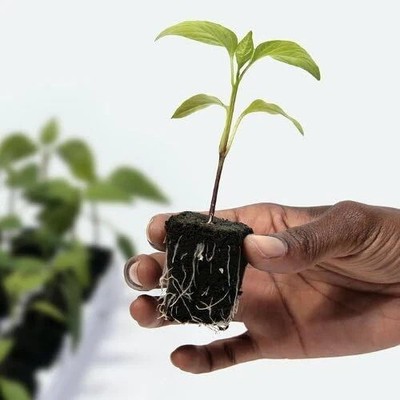 Accelerooter Starter Plugs   55 Pack Clones/Seedlings NUTRIENT RICH/FAST GROWTH