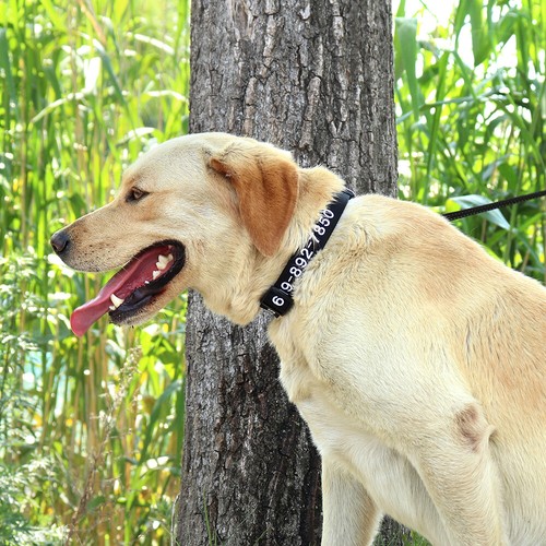 Embroidered Dog Collar Personalised W/ Name Number Nylon Custom Pet Collars S-L - Picture 11 of 17