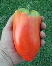 POMODORO CORNO DELLE ANDE GIGANTE, 25 SEMI + OMAGGIO+SPEDIZIONE GRATUITA