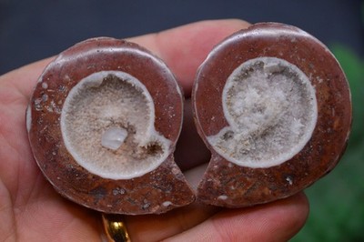 S1... ATEMBERAUBENDES, EINZIGARTIGES HOHLES, KRISTALLGEFÜLLTES AMMONITENPAAR TIMOR INDONESIEN 54 MM