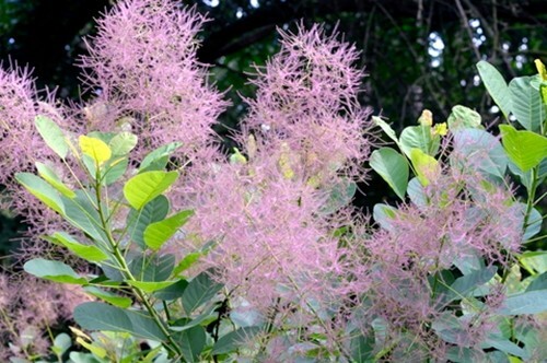 Cotinus coggygria (Smoke Bush) - 20 seeds