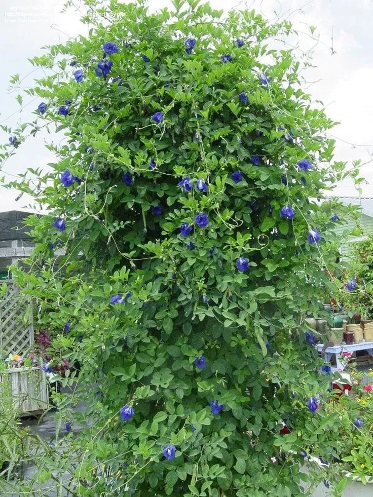 Butterfly peas 2024