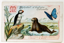 Image chromo chicorée Williot - alphabet Histoire naturelle - Lettre M