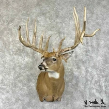 #31497 EL | Whitetail Deer Taxidermy Shoulder Mount For Sale