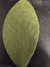 Fresh Opuntia Pad Prickly Pear Pad For Tortoises x 1 EXTRA LARGE PAD