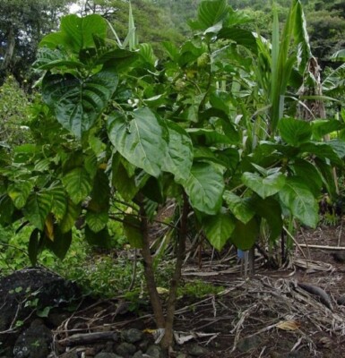  Organic Dried Noni Leaves   Herbal Superfood for Tea & Wellness  