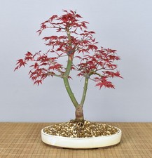 Bonsai Outdoor, Roter Fächerahorn (Acer palmatum deshojo) 26003 | Bonsai-Müller