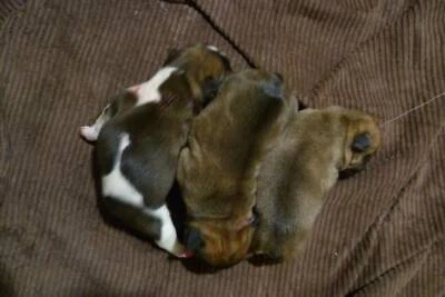 French Bulldog Puppies By Registered Breeders With Ankc Dogs Puppies Gumtree Australia Joondalup Area Craigie 1240166969