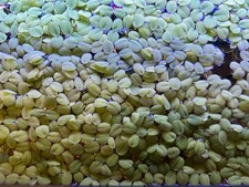 Salvinia Minima Water Spangles 1 cup Top Floating Aquarium Plant